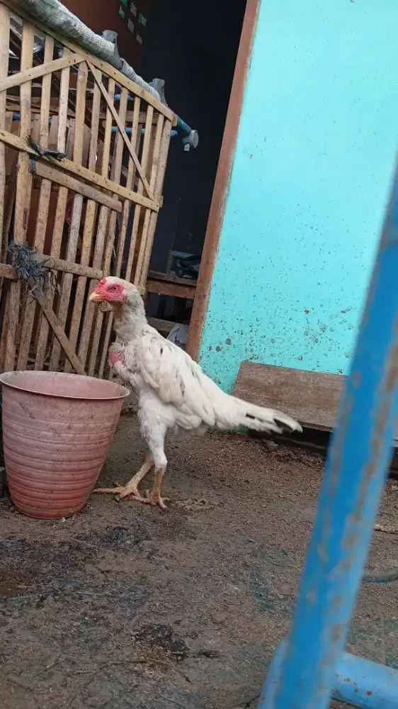 Ayam Biang Pakhoy Mangon