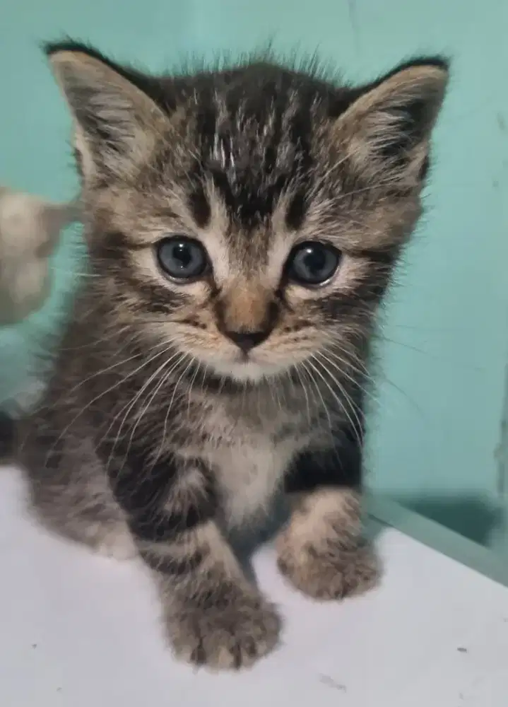 kucing ragdoll mix bsh