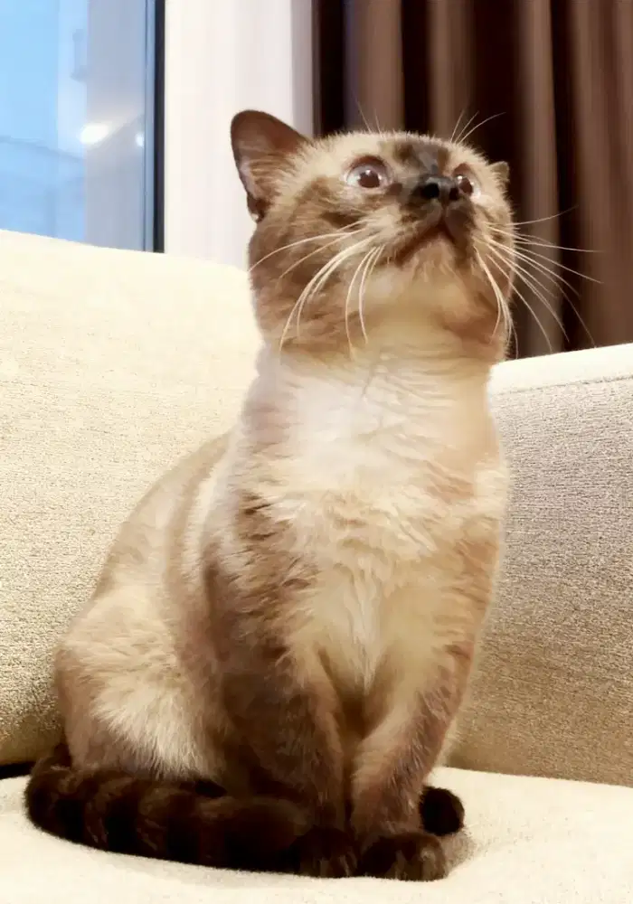 Kawin kucing Munchkin Himalaya