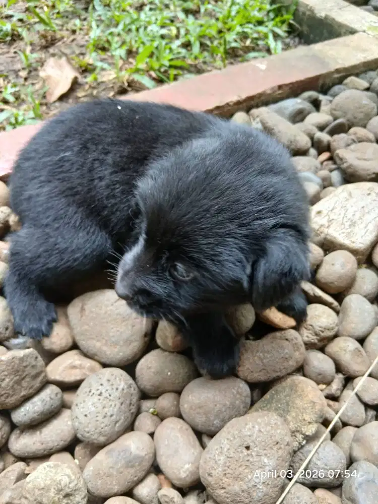 anjing lokal campuran pitbull