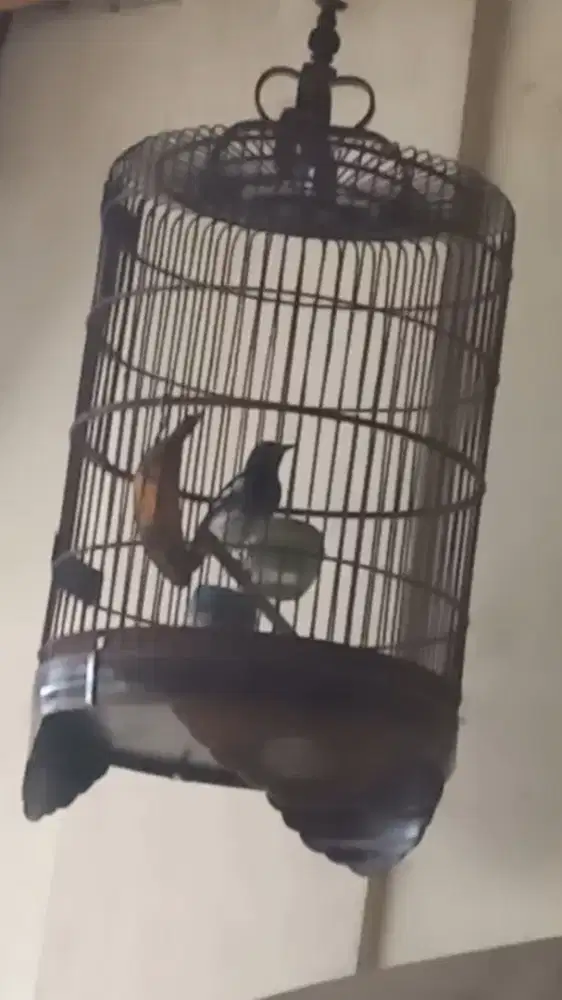 Anis kembang jantan pastol