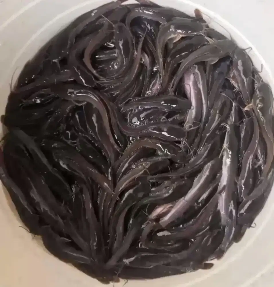 Jual bibit ikan lele