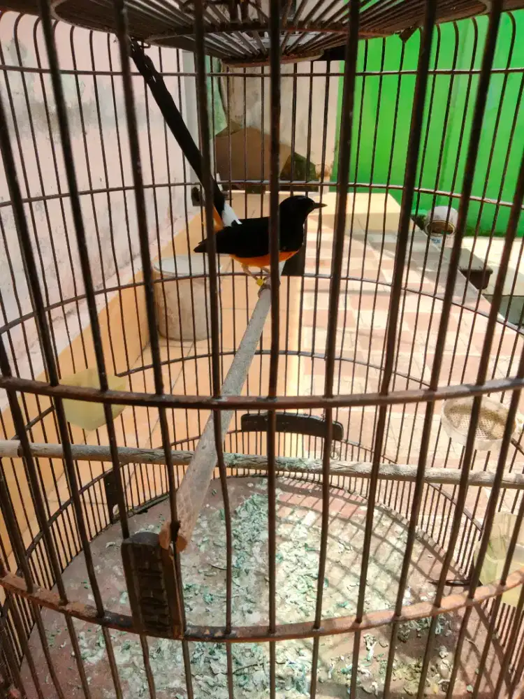 Muraibatu Muda pakai ring kaki