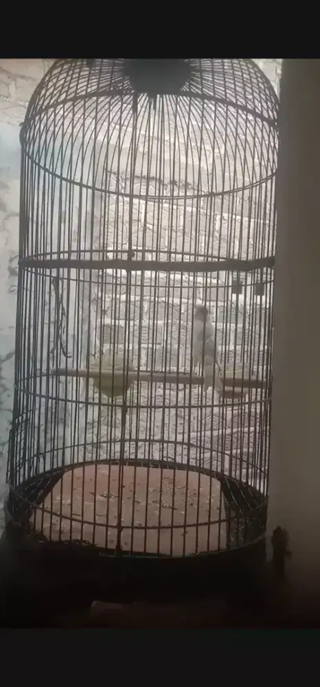 kenari putih riwikan