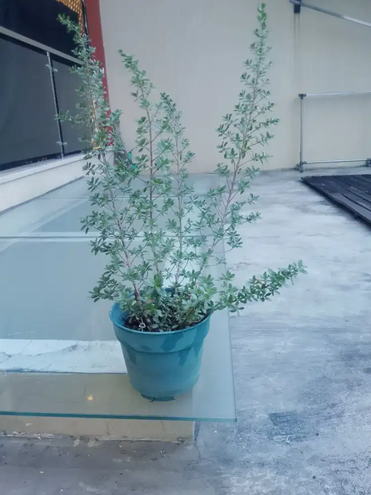 Santigi setigi nahan bonsai