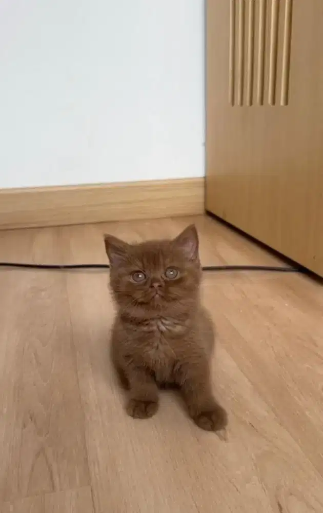 Kitten BSH cinnamon betina, kucing British short hair