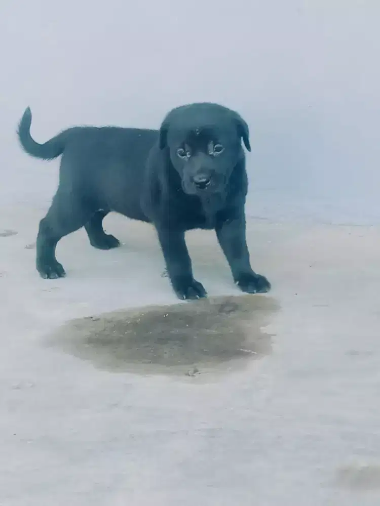 Mix Labrador jantan umur 2 bln