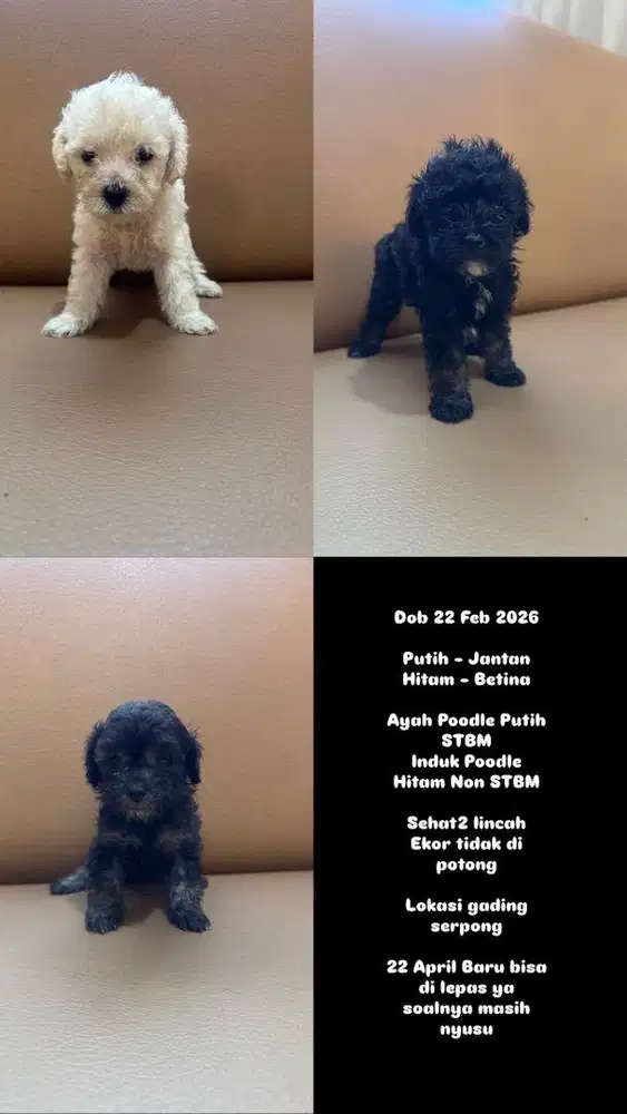 Anjing Poodle Murah