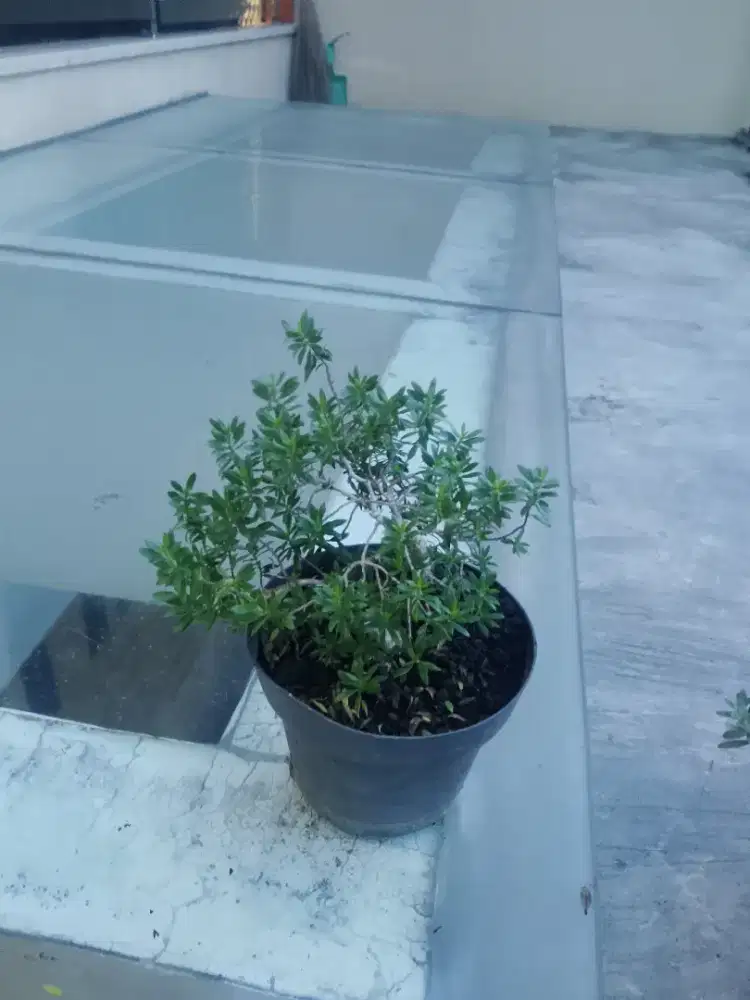 Santigi bahan bonsai