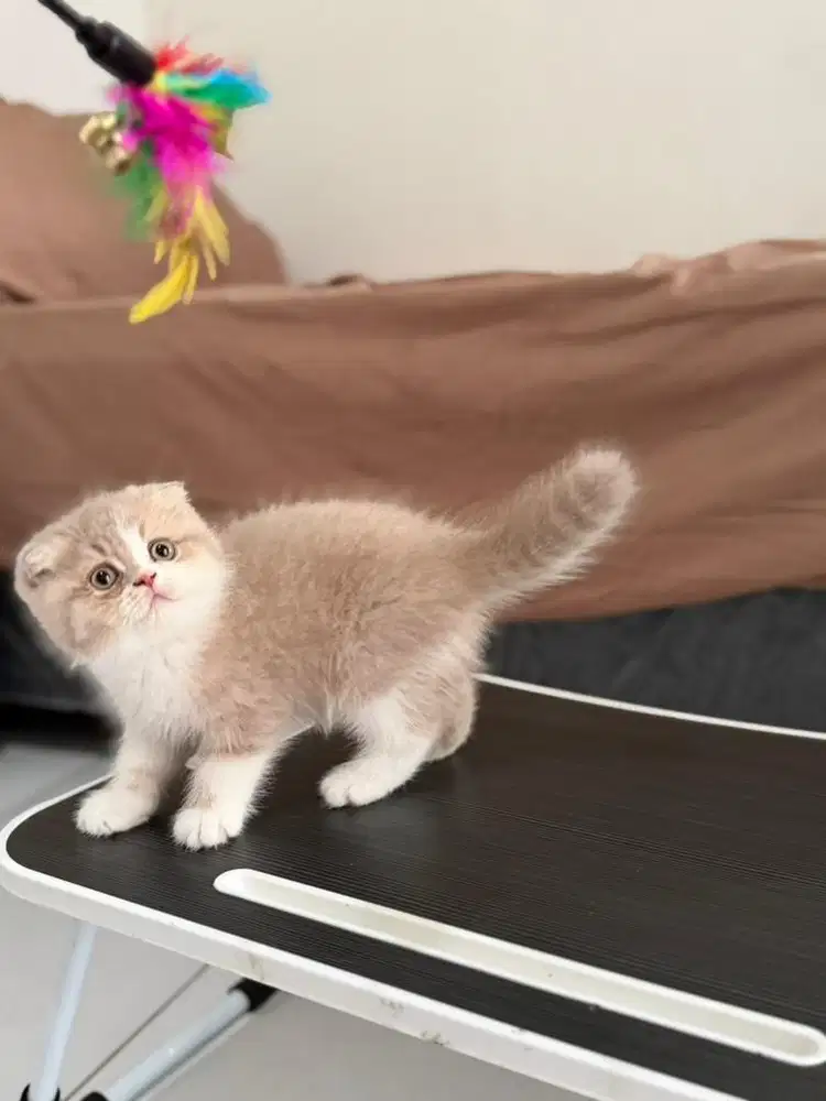 Scottish Fold Bicolor Lilac