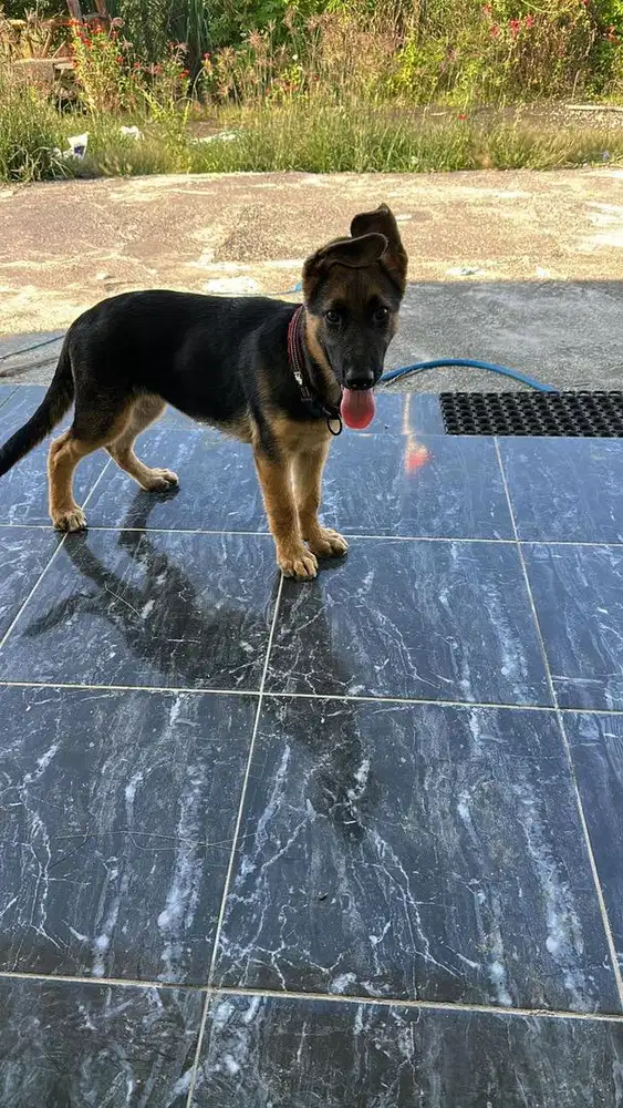 Herder Betina 3bln stb vaksin