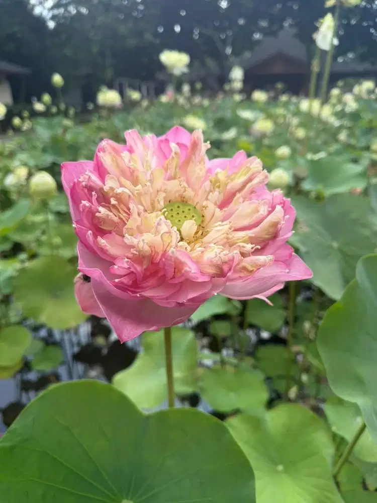 Mencari pembantu rumah tangga