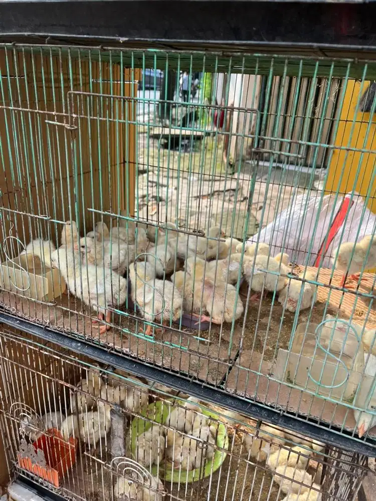 Anak ayam Kuning