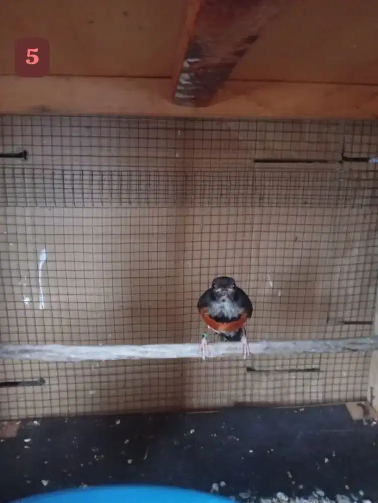 Murai batu farm hasil sendiri