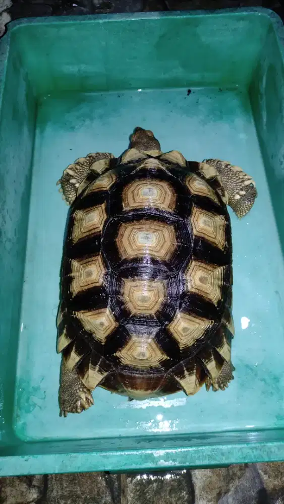 Kura kura darat sulcata