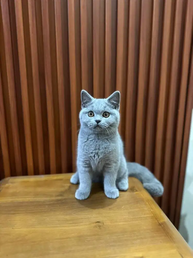 British shorthair