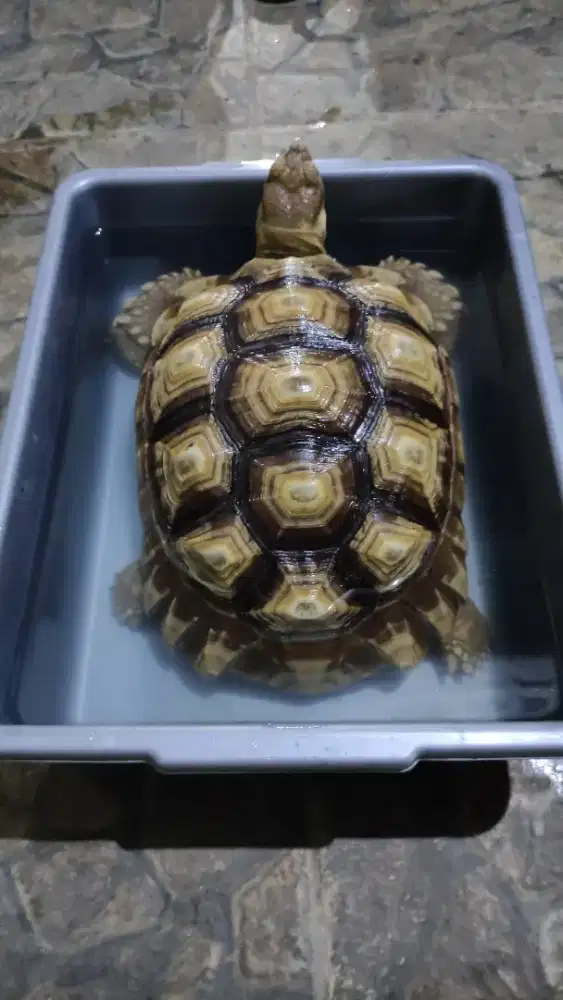 Kura kura darat sulcata