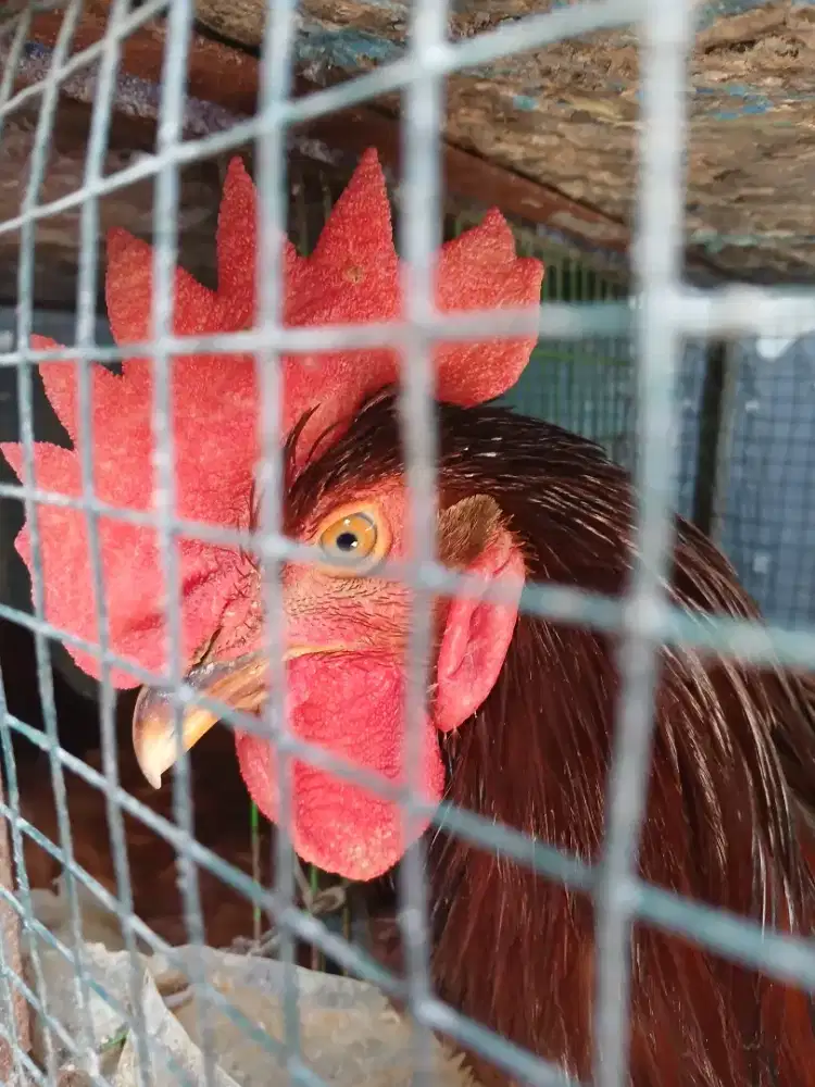 Ayam petelur cokelat petelor telor telor jantan laki