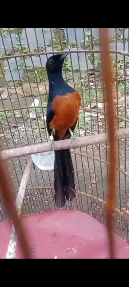 Nias raja gacor materian fighter no minus