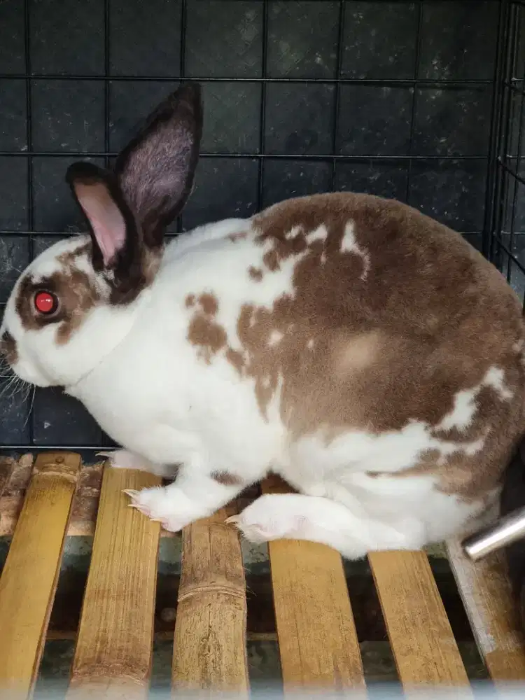 Kelinci Rex Sepasang