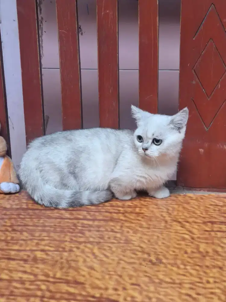 munchkin silver tabbyn jantan/bsh/scottish/peaknose/british shorthair