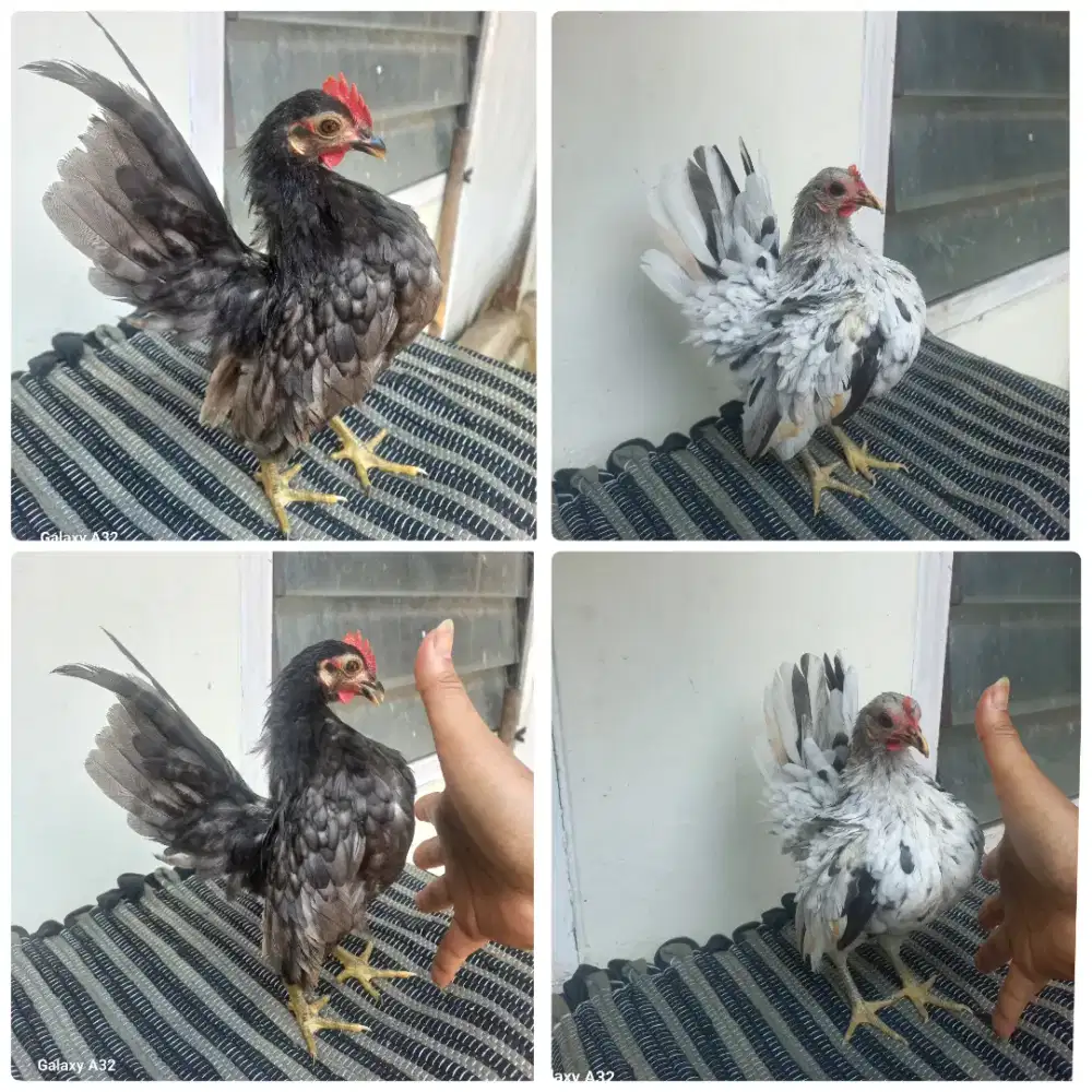 Sepasang serama kelabu vs silver