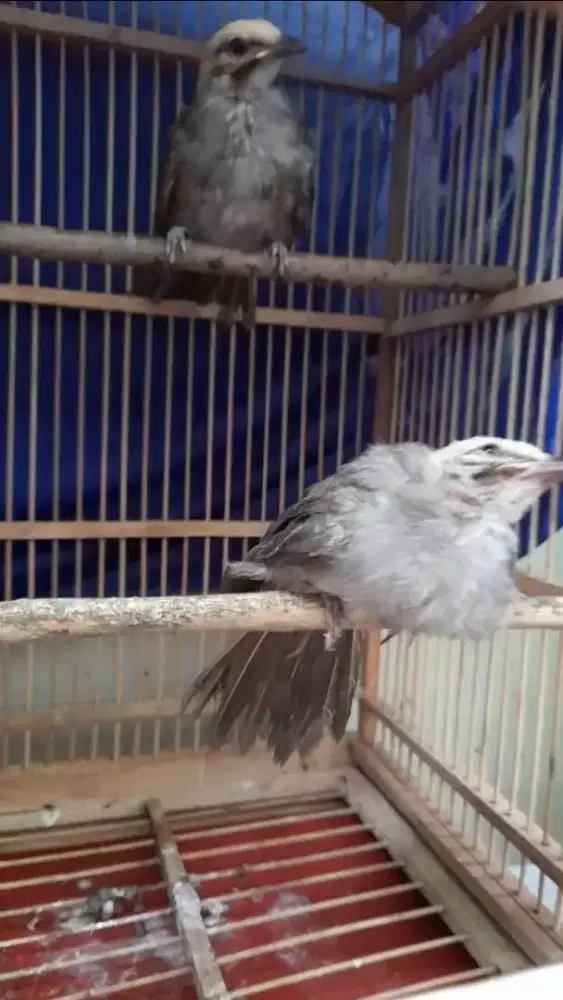 Anakan Cucak Rowo usia 1.5 hari