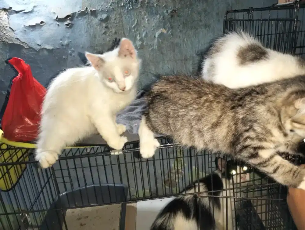 Persia anggora Himalaya