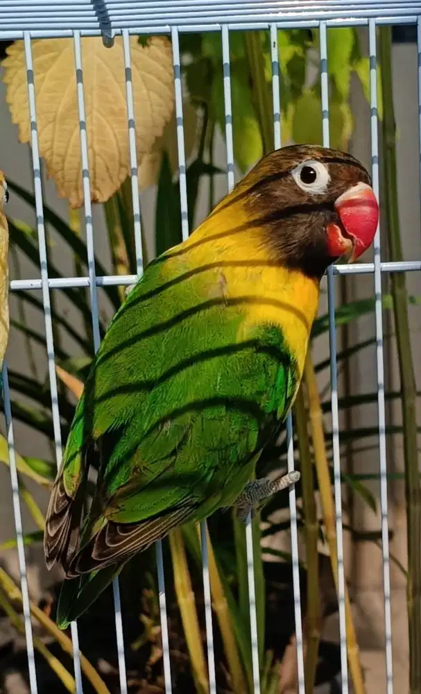 burung lovebird dakori di Medan.