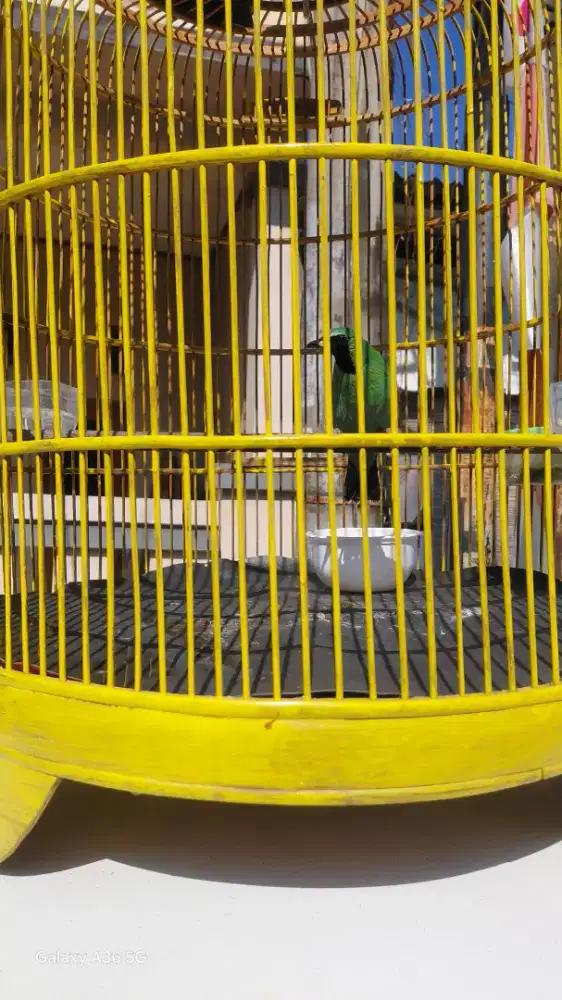 Cucak ijo banyuwangi