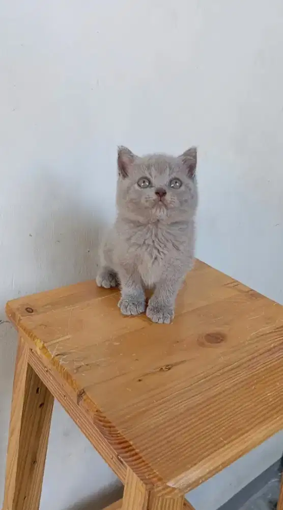 BRITISH SHORTHAIR / BSH LILAC