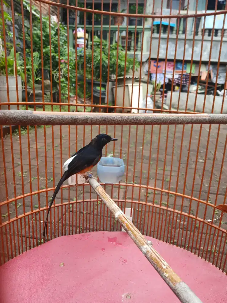 Murai batu medan double ring