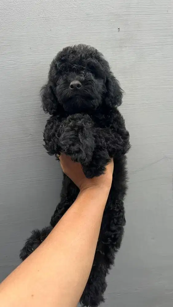Anakan Poodle asli vaksin only