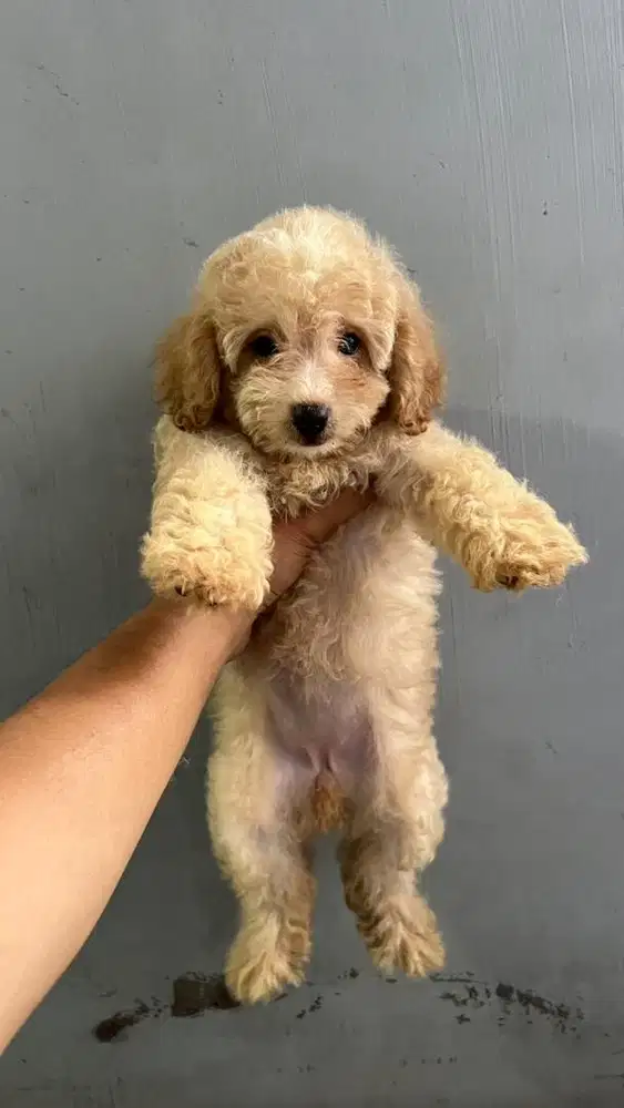 Anakan Poodle Asli pure vaksin only