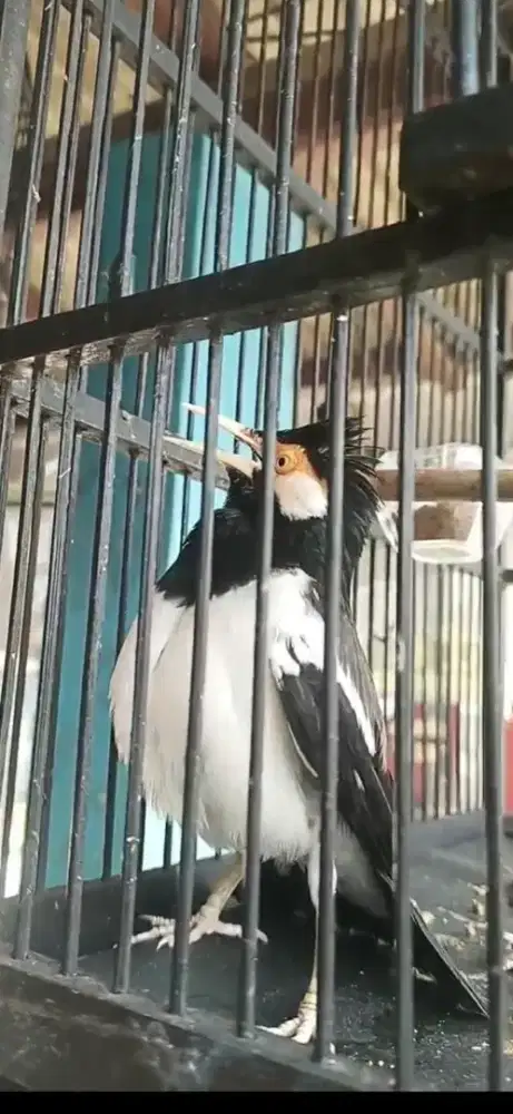 Jalak suren gacoor door buat satpam rumah