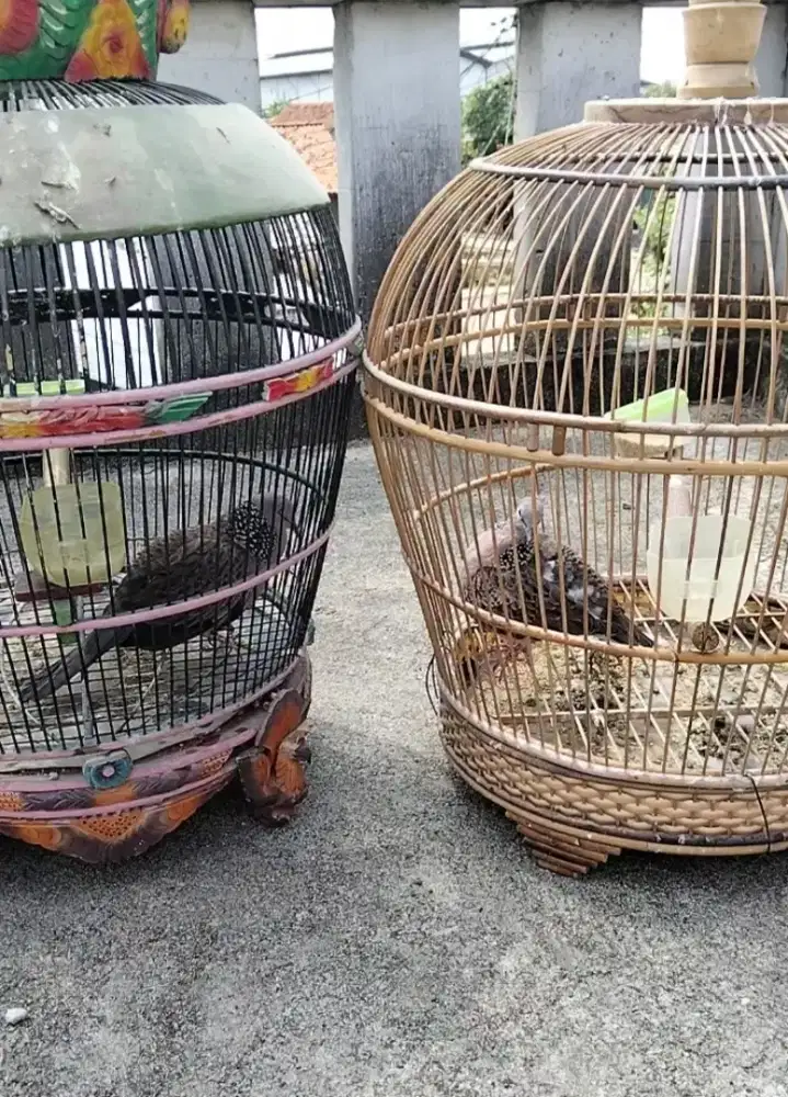 Tekukur jantan kuk3 sandung 4 dewasa gacoan ,satu ekor kandang hijau