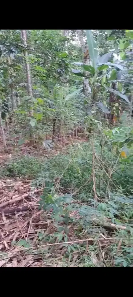 Dijual Tanah kebun 1119 *m2*, sertifikat Hak milik lokadi gunungpati