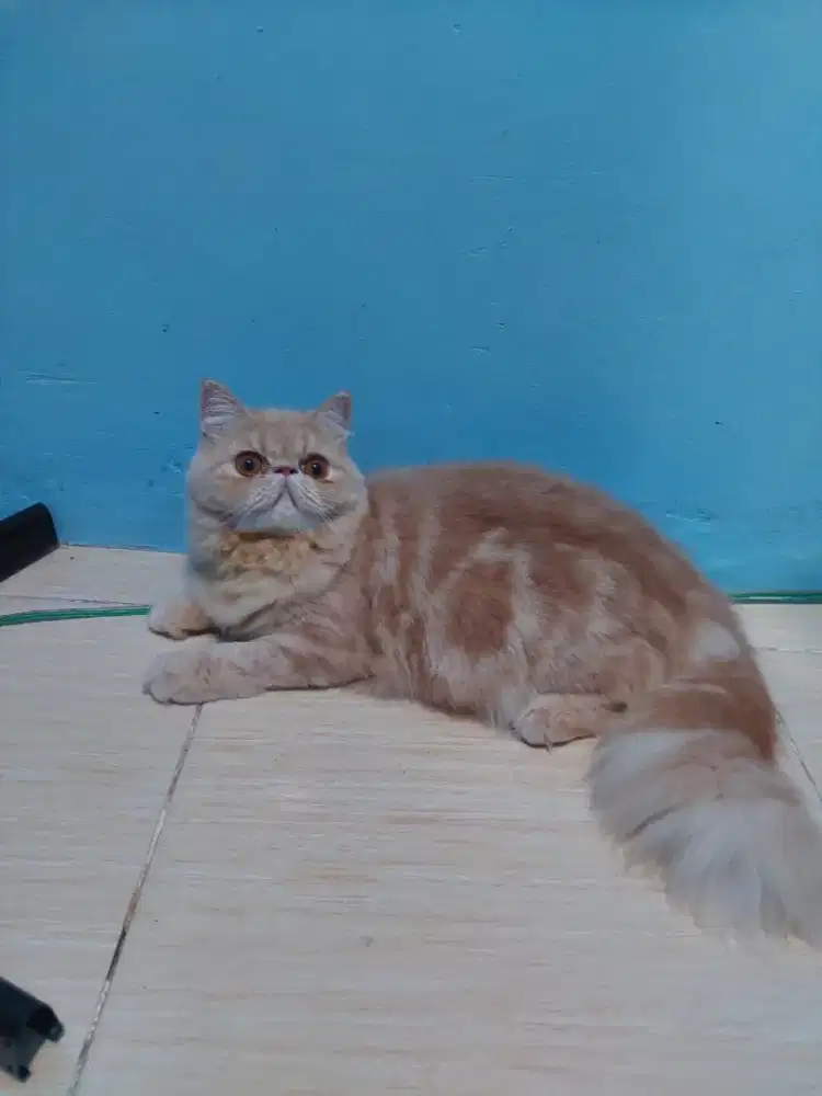 Kucing persia peaknose garfield