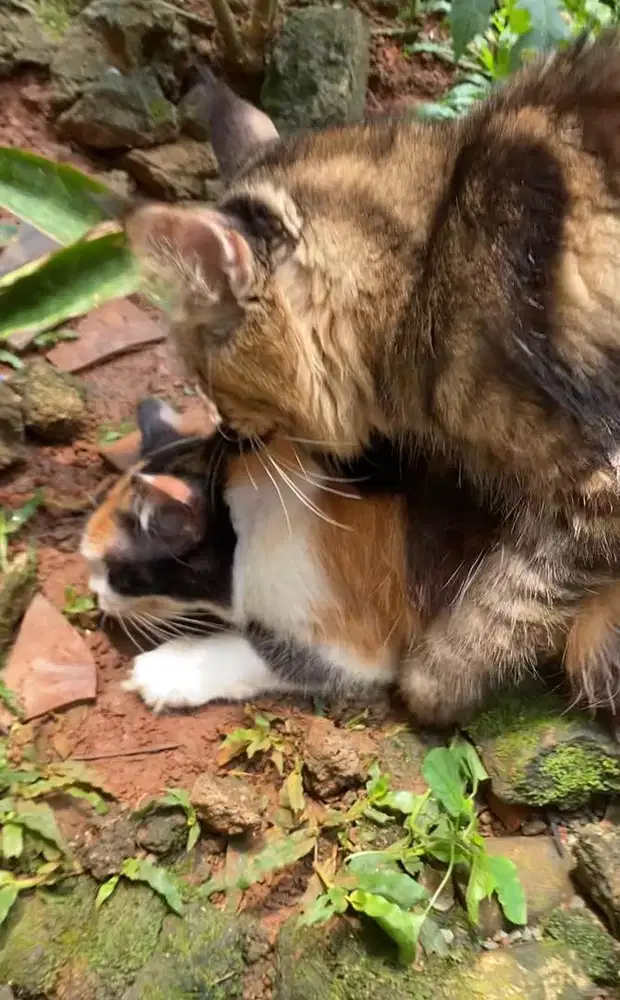 jasa pacak mainecoon ped cfa