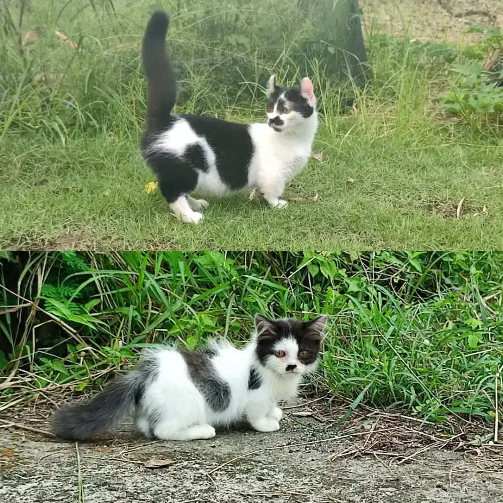 Kucing munckhin jantan