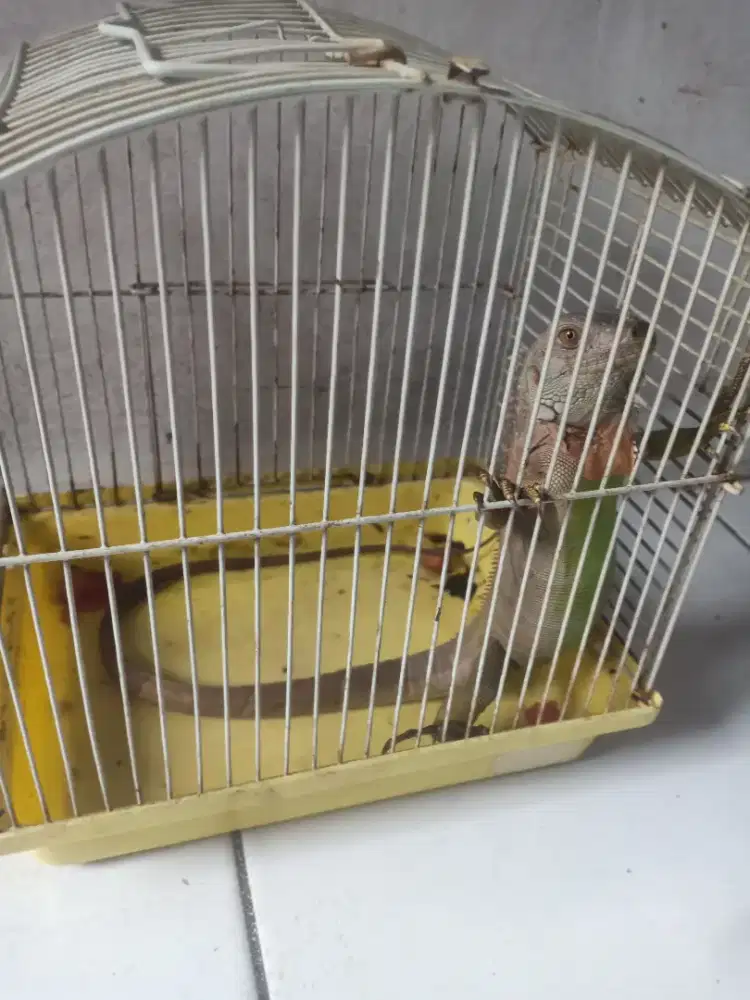 Iguana red .panjang 45.cm  jinak