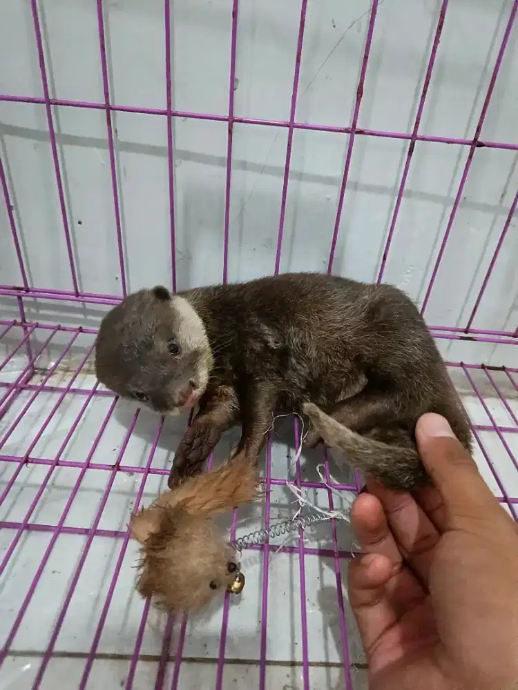 Sero & otter anak nya