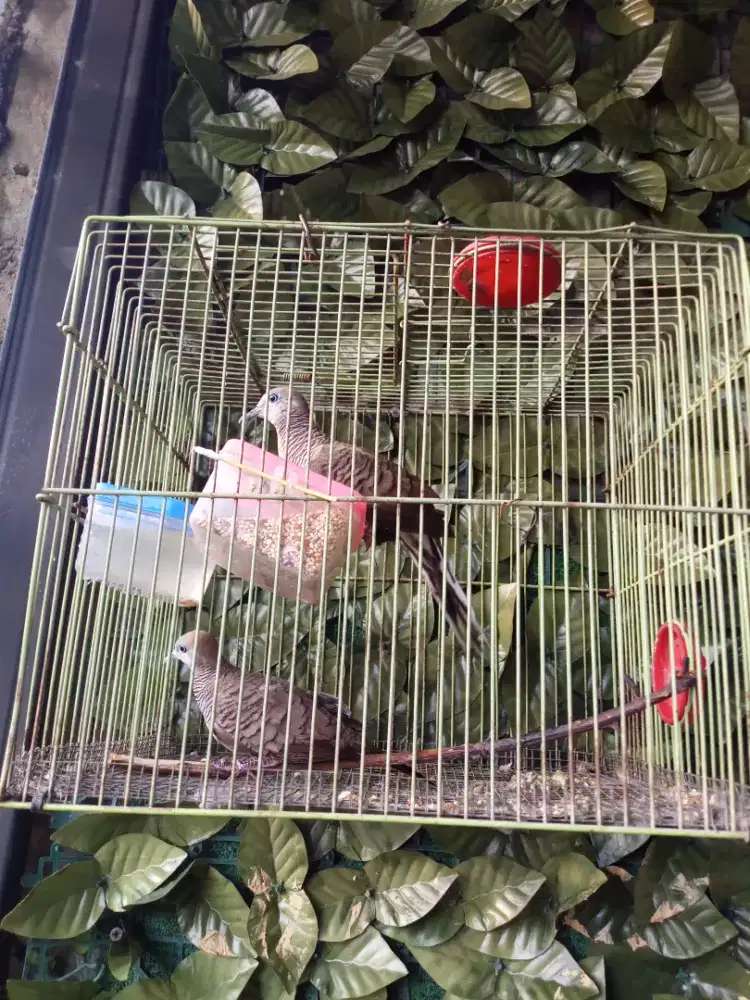 Perkutut lokal 2 ekor