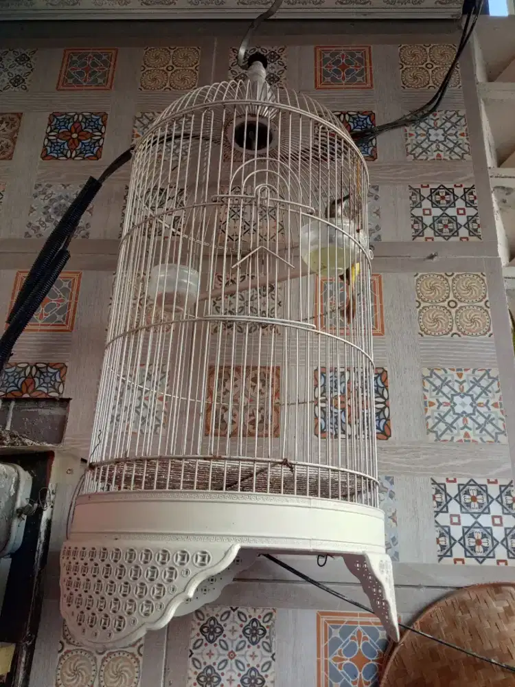 Trucuk jatim jantan, cek lokasi