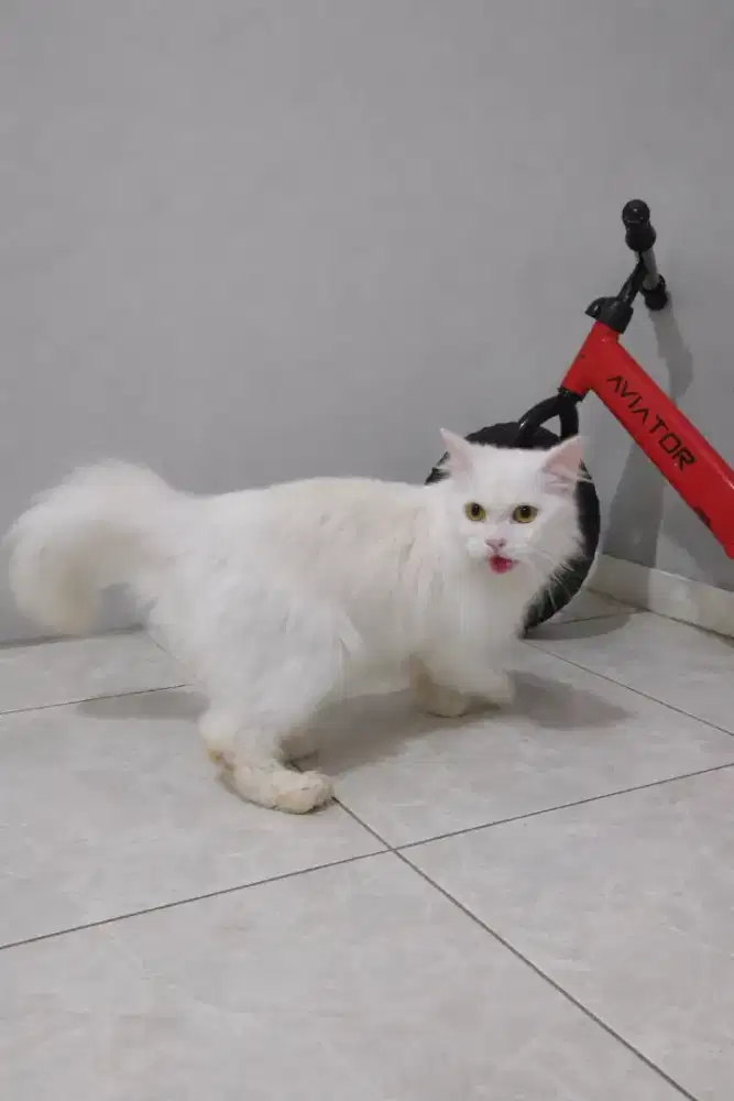 Kucing Persia betina birahi