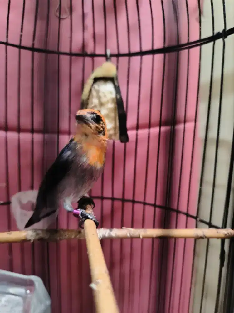 Burung kemade jantan