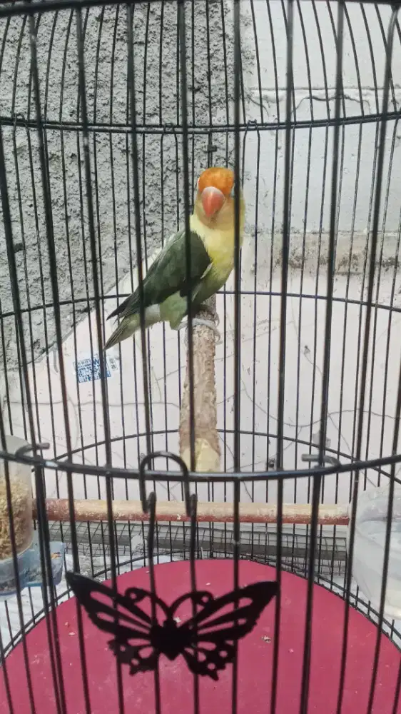 Sangkar lovebird