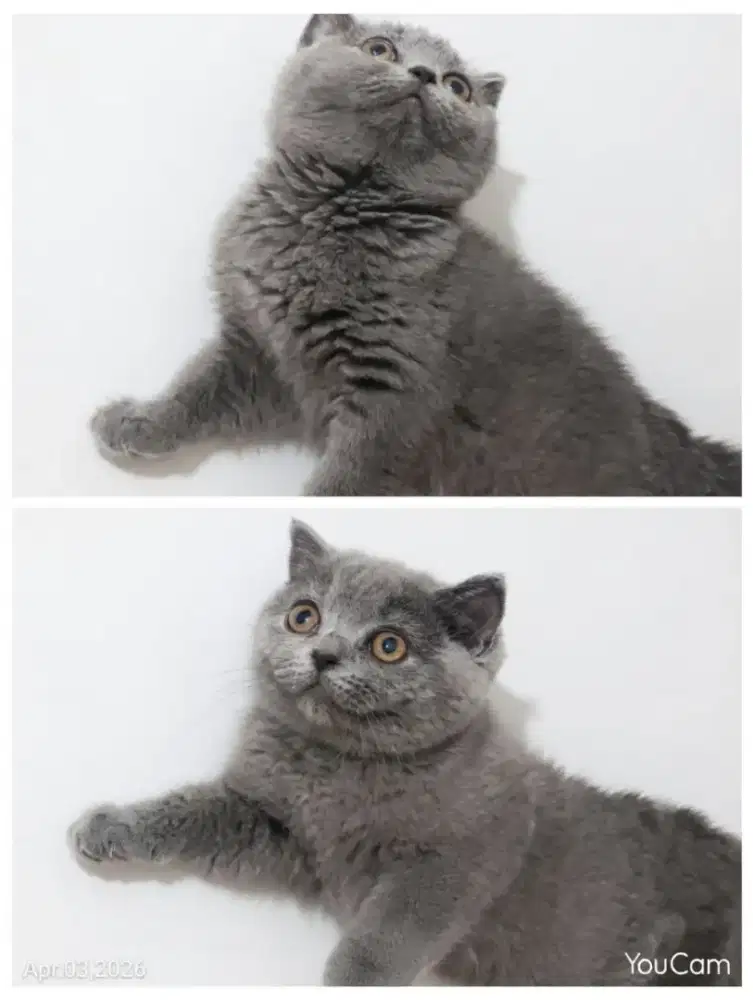 BSH Blue Solid Female Line Ped