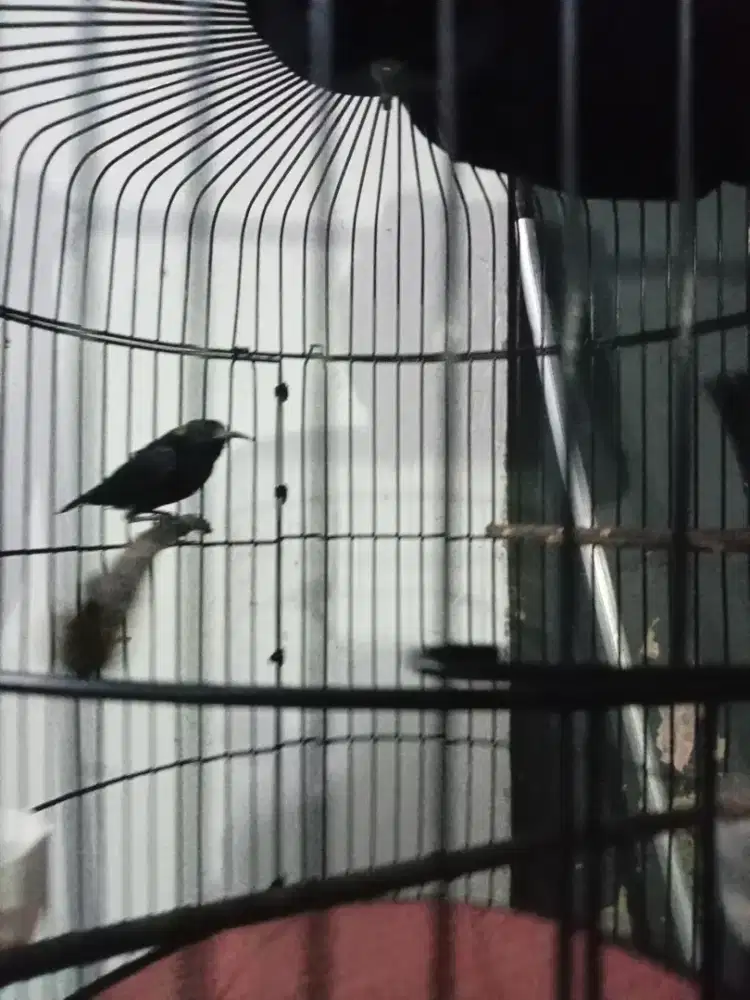 Jual burung kolibri ninja dada merah