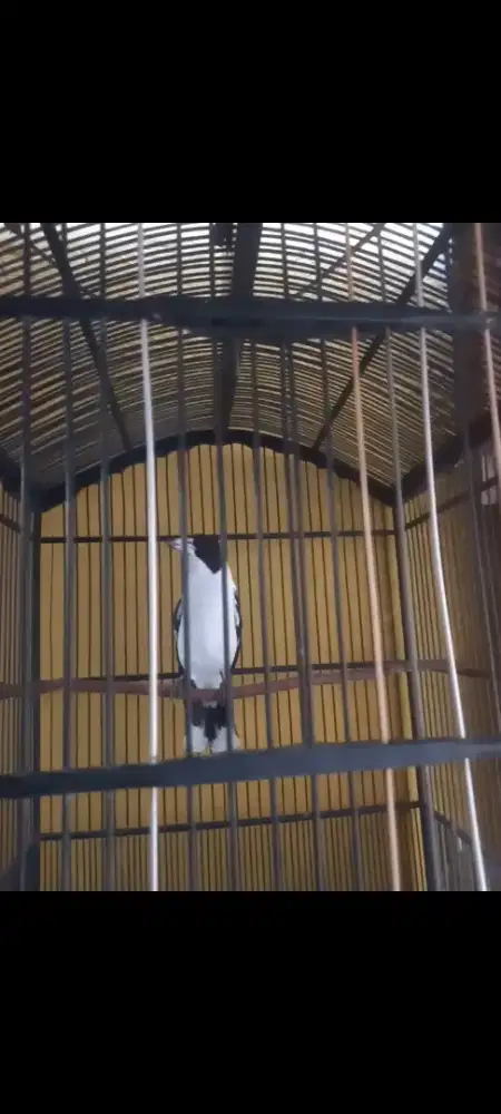 Jagal papua leher putih